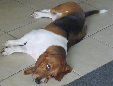 Daisy the Basset Hound laying on his side on a tiled floor