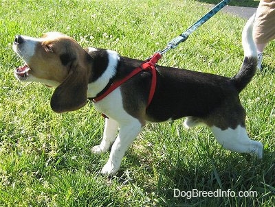 snoopy beagle
