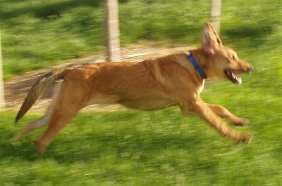 Tabor the Beago running across a field