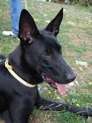 Belgian Malinois Dog Breed Information And Pictures