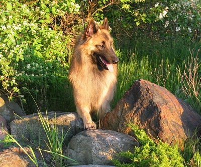 Riot the Belgian Tervuren standing on rocks looking to the left with its mouth open and tongue out