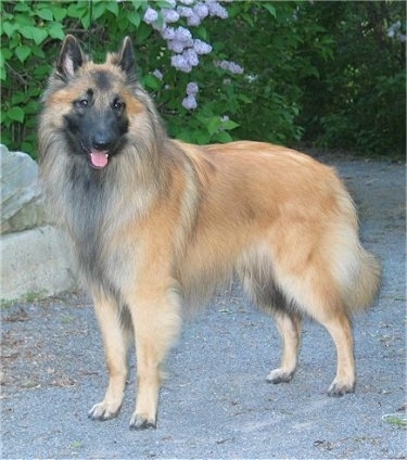 A tall, long-haired, tan with black Belgian Tervuren dog is standing on a gravelly path. It is looking forward, its mouth is open and tongue is out.