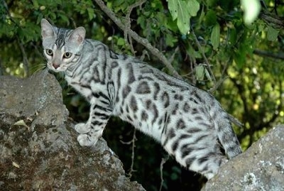 Silver-rosetted Bengal cat is standing between two rocks outside with green bushes behind it and looking towards the camera