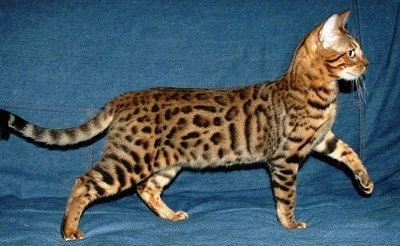Left Profile - Gold-spotted Bengal Cat standing on a denim backdrop with its front left paw in the air