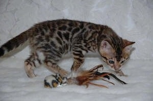 Gold Rosetted Bengal Kitten inspectting on a toy that is laying in front of it on a white lace backdrop