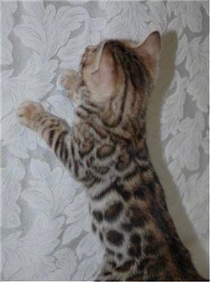 Gold Rosetted Bengal Kitten jumping up on a white lace backdrop