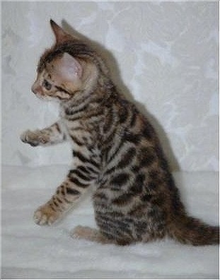 Gold Rosetted Bengal Kitten sitting on a white lace backdrop with its front paws in the air 
