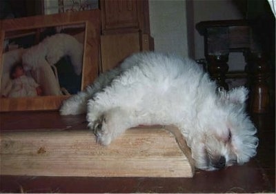 Angel the Bichon Frise sleeping on the floor hanging over a step with a big photo of a dog with a baby in the background
