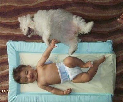 A top down view of a white Bichon Frise dog laying on its back with its mouth open next to a baby boy who is laying on a pillow and smiling.