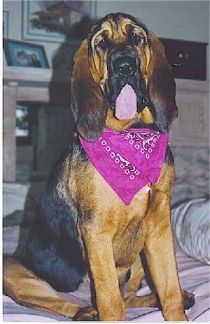 Bloodhound Dog Breed Information and Pictures