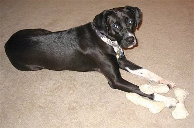 A black with white Bogle dog is laying on a tan carpet and looking to the right of its body with three rawhide bones laying in-between its paws.