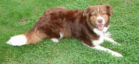 A large brown with white Border Collie Labrador mix is laying in grass and looking forward. Its mouth is open and it looks like it is smiling.
