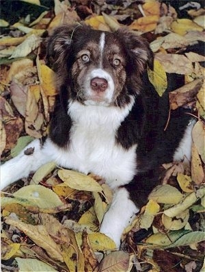 Boarder the Borador laying in a pile of leaves