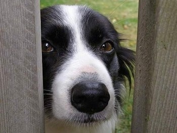 Close Up - Wynne the Border Collie looking through a large slit in a wooden fence