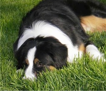Daisy the Bordernese laying down in the grass
