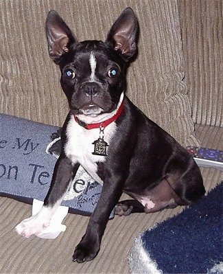 Close Up - Buddy the Boston Terrier sitting on a couch in front of a TV dish remote and next to a custom pillow
