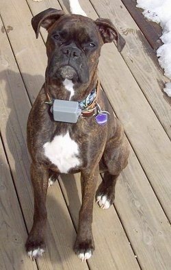 A tall, brindle with white Boxer is sitting on a hardwood porch and there is snow behind it.