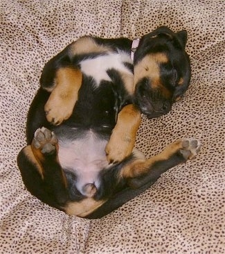 Kalila the Boxweiler puppy sleeping on a pillow on its back belly-up