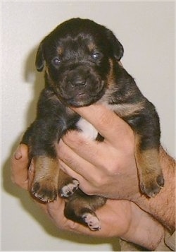 Kalila the Boxweiler puppy being held up in the air by a person