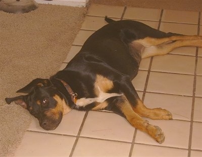 Kalila the Boxweiler Puppy laying on a tiled floor