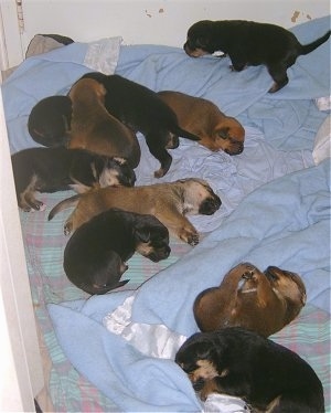 A litter of 10 Boxweiler puppies laying and walking on blankets
