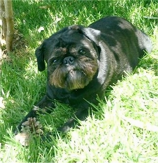Louis the Brug laying outside in grass with its head tilted to the left