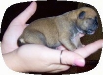 Left Profile - Buggs puppy in the hands of a person