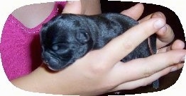 Buggs puppy in the hands of a person