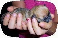 Close Up - Buggs puppy being held snuggly in the hands of a person