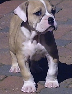 View from the front - A tan with white English Bulldog/Olde Tyme Bulldog mix puppy is standing on a brick surface. It is looking up and to the right.