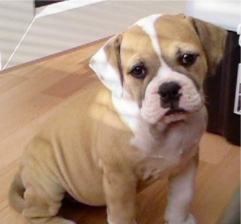 View from the front side - A calm-looking, tan with white English Bulldog/Olde Tyme Bulldog mix puppy is sitting on top of a hardwood floor and its head is tilted to the left.