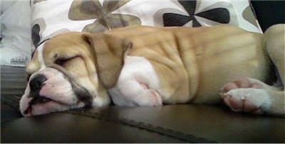 Side view - A tan with white English Bulldog/Olde Tyme Bulldog mix puppy is sleeping on a black leather couch with a white pillow that has tan and black flowers on it behind it.