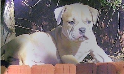 Side view - A tan with white English Bulldog/Olde Tyme Bulldog mix puppy is laying in front of a tree in dirt in front of a red garden brick border.