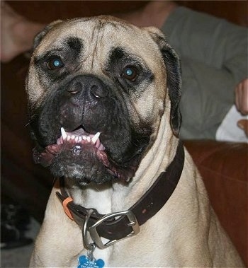 Close Up - Shirley the Bullmastiff sitting in front of a brown leather couch that a person is laying on with her mouth open and bottom teeth showing