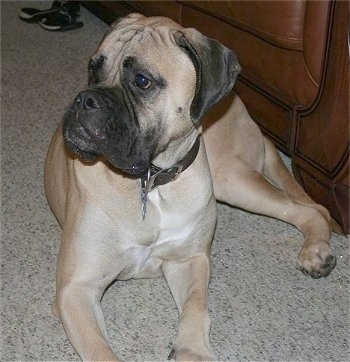 Shirley the Bullmastiff laying in front of a brown leather couch and looking to the left