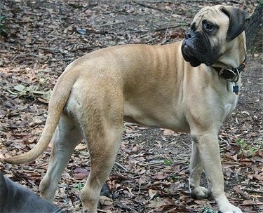 Shirley the Bullmastiff standing outside on leaves and looking back into the distance