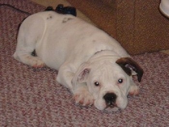 Aspen the Bullmatian Puppy laying down on a rug in front of a couch and a Playstation 2 controller