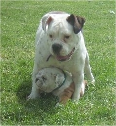 A white with brown Bullmatian dog is standing over top of a laying brown with white Bulldog puppy outside in the grass.