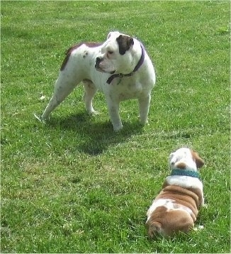 A white with brown Bullmatian dog is standing in front of a brown and white English Bulldog puppy who is sitting and looking up at the other dog.