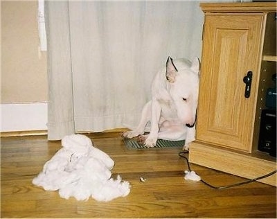 Lude the Mini Bull Terrier is sitting in a corner next to an entertain,ent center and there is a pile of stuffing sitting in front of her 