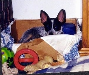 Coyote the Australian Cattle Dog Puppy is laying in a box and looking over the edge. There is a red ring toy, a rawhide bone and a green ball in front of the box
