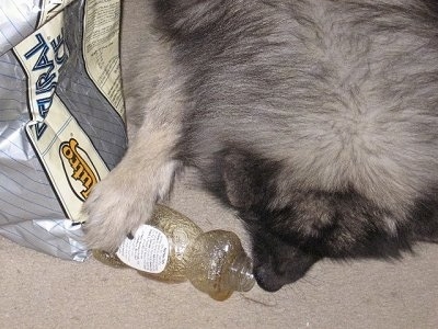 Close Up - Van Gogh the Keeshond sticking his tongue in a bear shaped honey bottle with his paw on top of a bag of Nutro brand dog food
