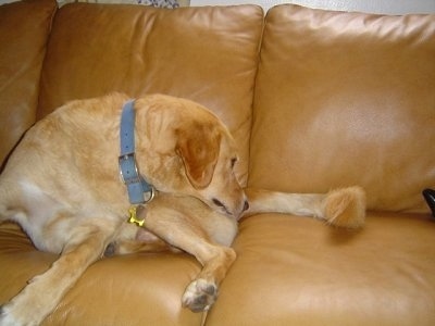 Ralph the Lab mix is laying on a leather couch smelling his own rear end