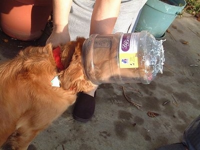 Maggie the Golden Retriever is sitting on a cement patio with a plastic food container stuck on her head