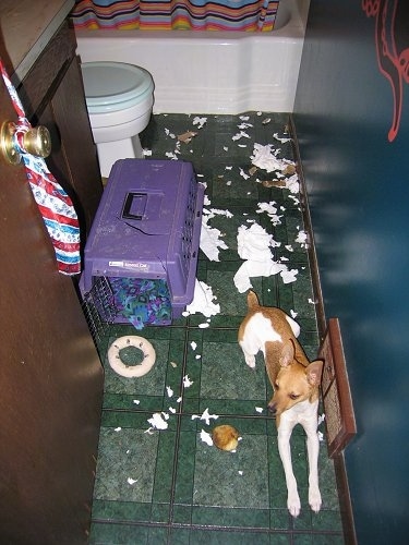 Otto the Rat Terrier is laying on a green tiled floor in a bathroom near a vent and next to a purple crate. There is ripped toilet paper everywhere behind him