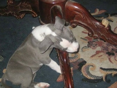 Wanda the Irish Staffie puppy is chewing on one of the legs of a table it is under