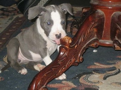 Wanda the Irish Staffie puppy is sitting under a table chewing on one of the legs 