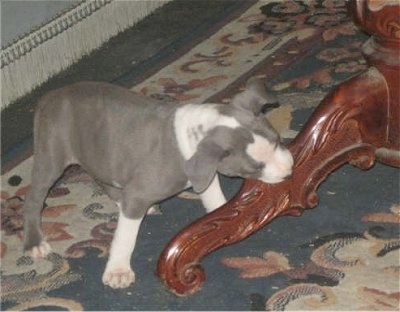 Wanda the Irish Staffie puppy is standing and chewing on the leg of a table
