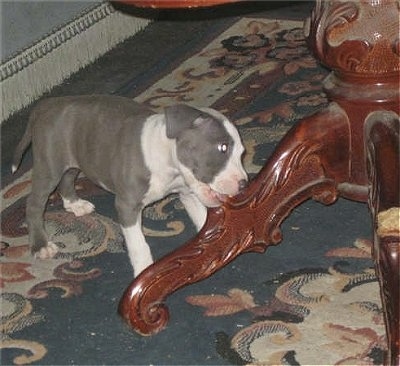Wanda the Irish Staffie puppy is chewing on the leg of a fancy table
