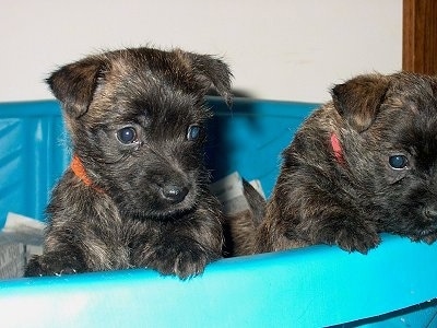Two Cairland Terrier puppies in a blue plastic swimming pool that is being used as a whelping box. They are jumping up at the side peering over the edge